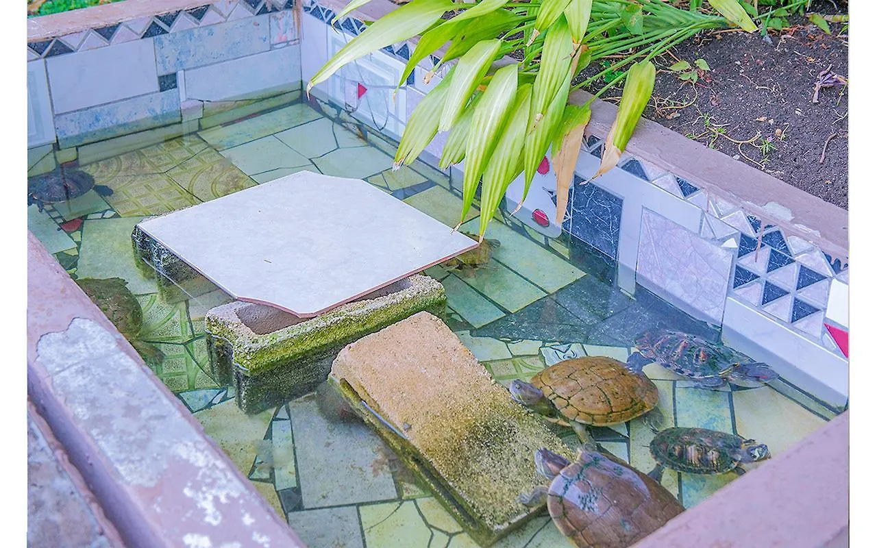 Beach Condo Suite At Turtle Towers Ocho Rios Appartement